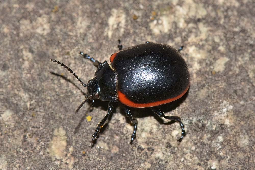 Chrysolina rossia? S.